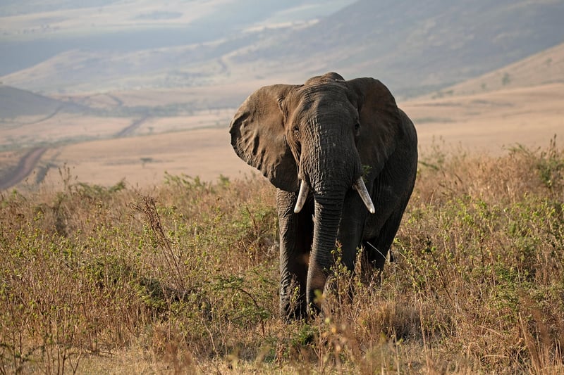 Wildlife safaris
