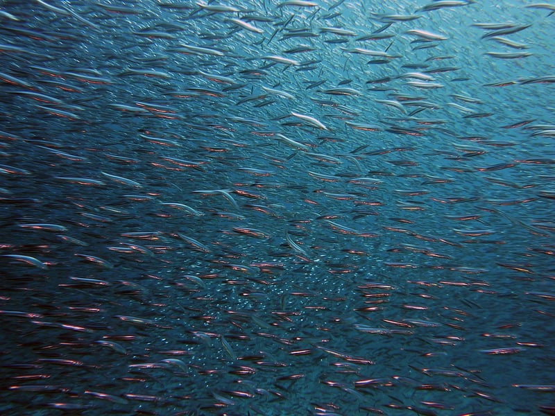 Underwater Exploration