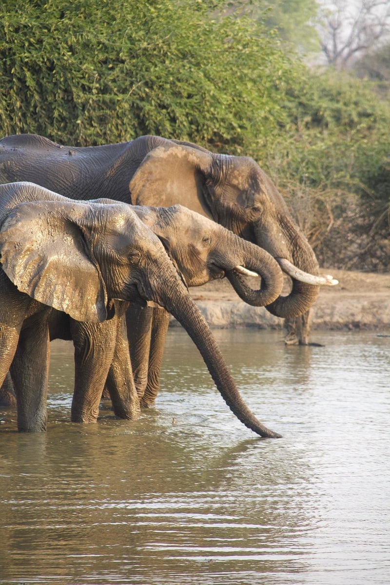 Safari adventure