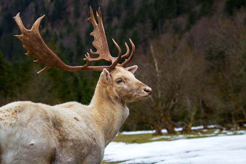 Wildlife Specialists